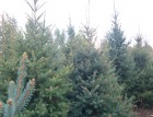 Díszfák, örökzöldek