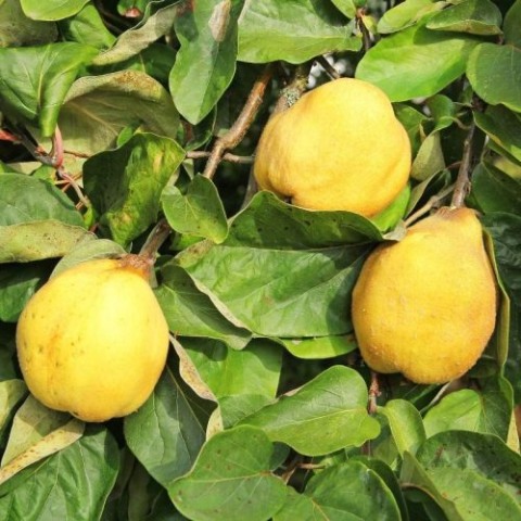 Robusta