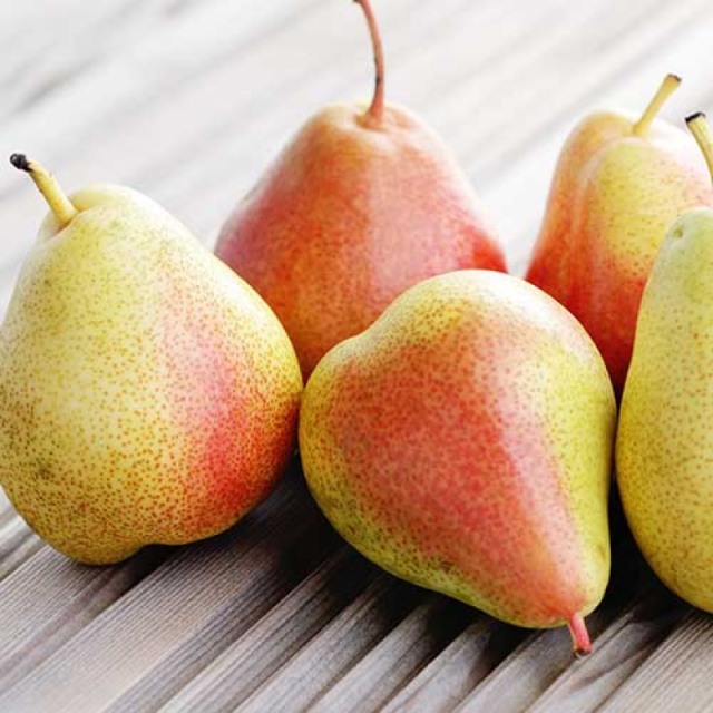 Pyrus communis Santa Maria