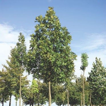Fraxinus excelsior Altena -Altena kőris